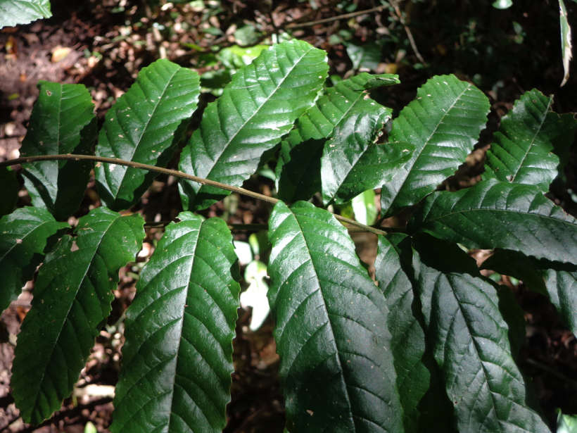 Guazatumba: un antiofídico natural y autóctono