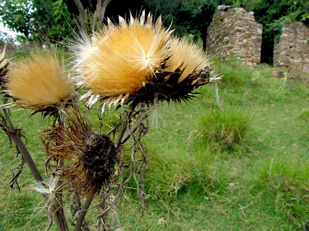  1er premio, cat. Flora. Gerardo Salvo