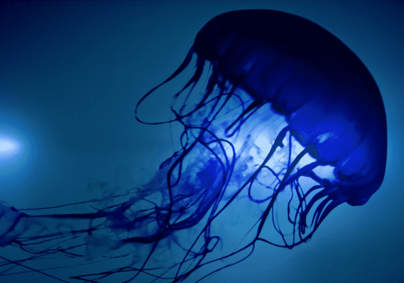 Aguas Vivas o medusas